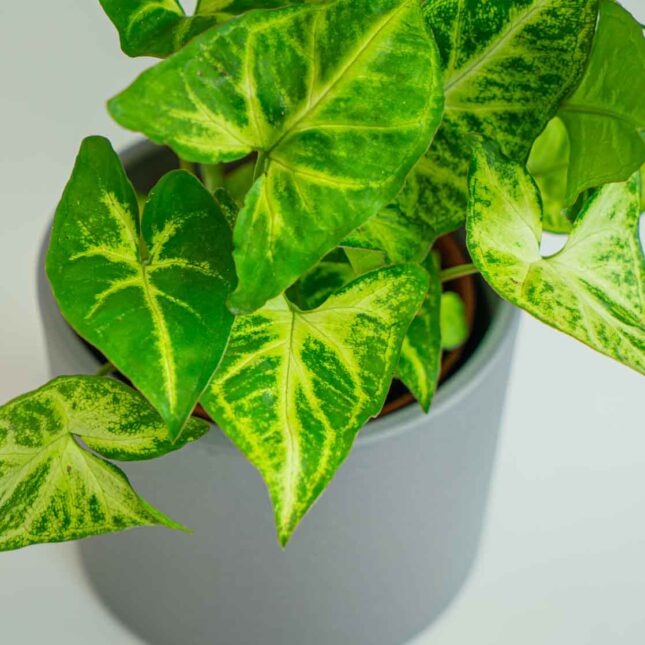 Mała Szklarnia Mała Szklarnia