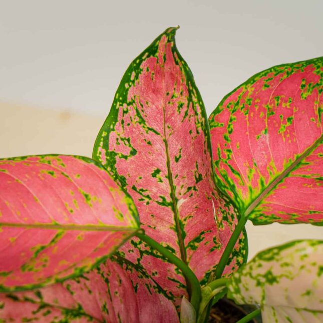 Mała Szklarnia Mała Szklarnia