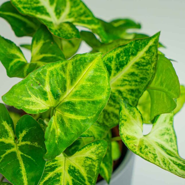 Mała Szklarnia Mała Szklarnia