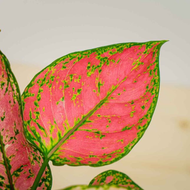 Mała Szklarnia Mała Szklarnia