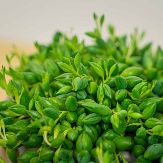 Mała Szklarnia Mała Szklarnia