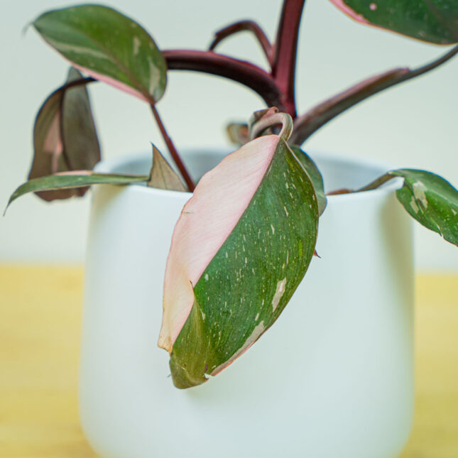 Mała Szklarnia Mała Szklarnia