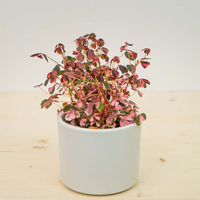 Mała Szklarnia Mała Szklarnia