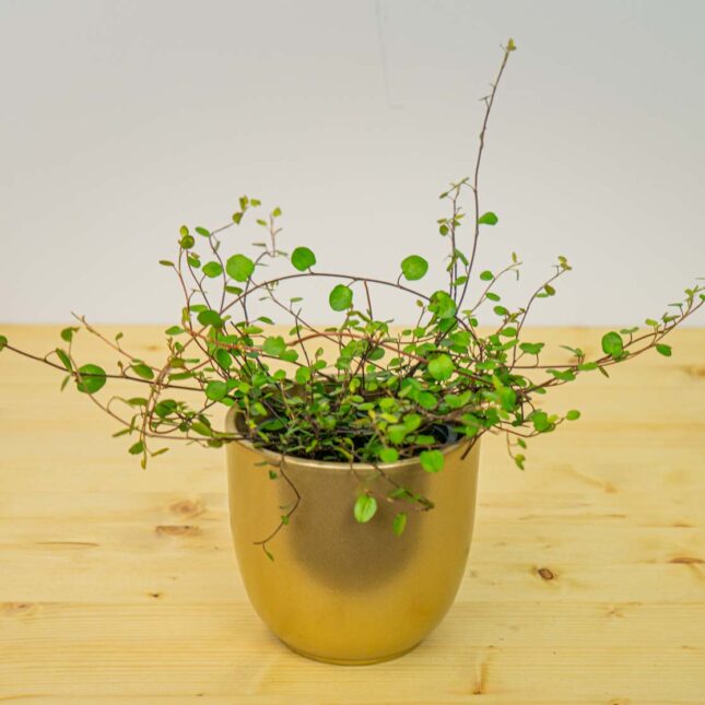 Mała Szklarnia Mała Szklarnia