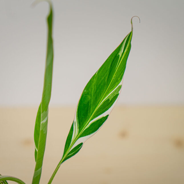 Mała Szklarnia Mała Szklarnia