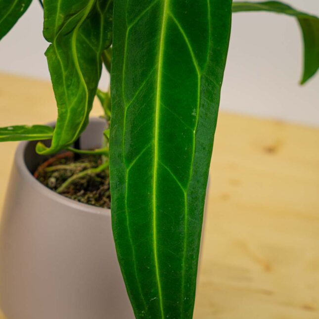 Mała Szklarnia Mała Szklarnia