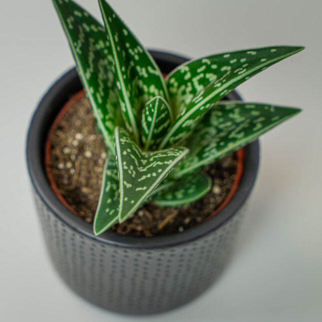 Mała Szklarnia Mała Szklarnia