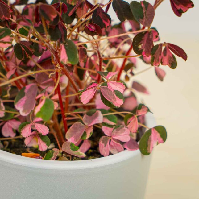 Mała Szklarnia Mała Szklarnia