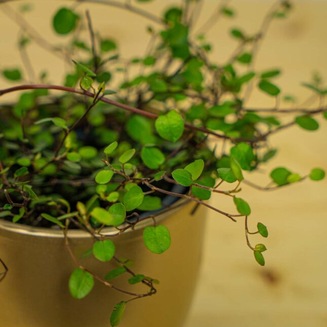 Mała Szklarnia Mała Szklarnia