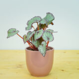 Begonia rex hawaiian silver