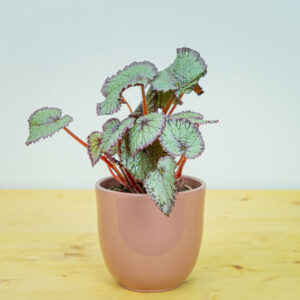 Begonia rex hawaiian silver