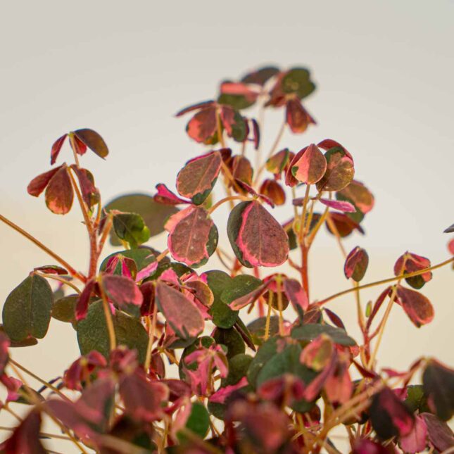 Mała Szklarnia Mała Szklarnia