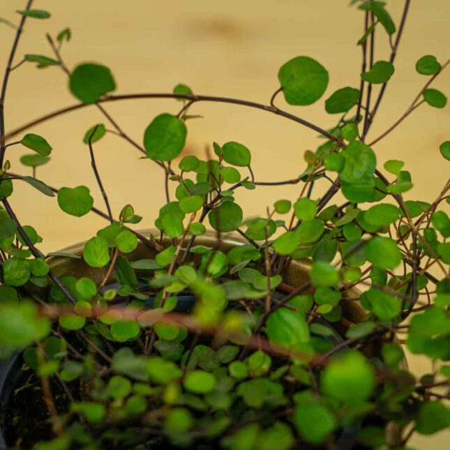 Mała Szklarnia Mała Szklarnia