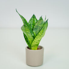 Sansevieria trifasciata hahnii baby
