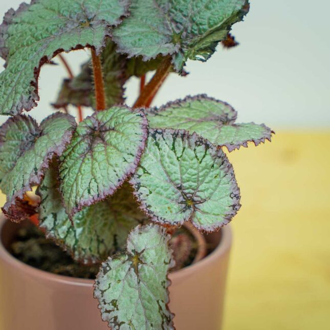 Mała Szklarnia Mała Szklarnia