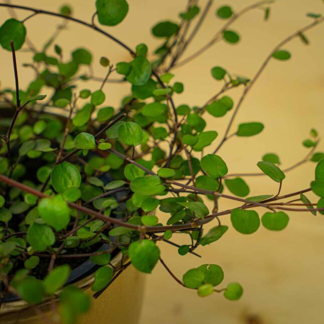 Mała Szklarnia Mała Szklarnia