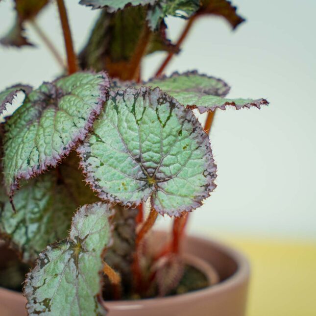 Mała Szklarnia Mała Szklarnia