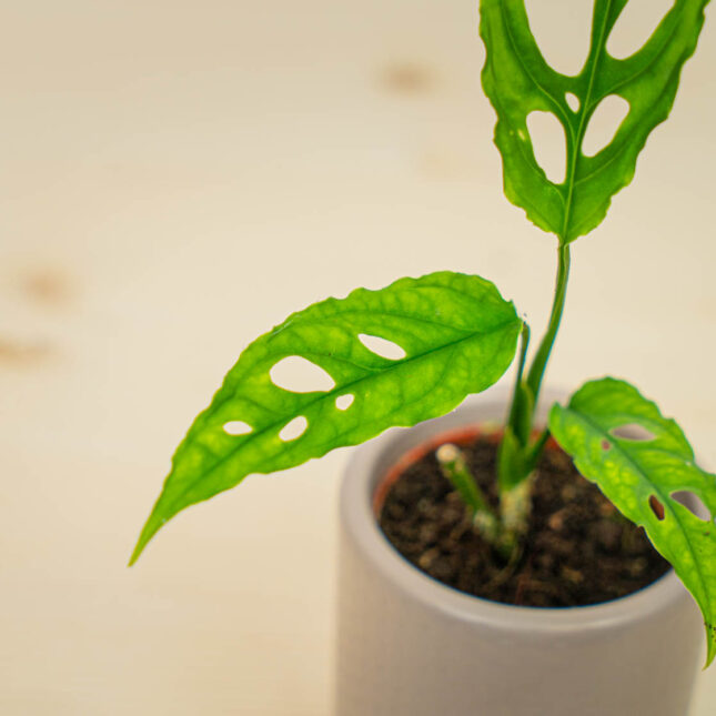 Mała Szklarnia Mała Szklarnia