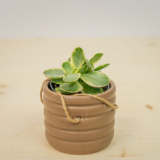 Crassula ovata money maker variegata baby (grubosz)