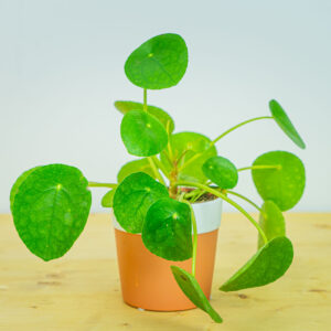 Zestaw: pilea peperomioides (pieniążek) w osłonce