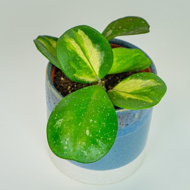 Mała Szklarnia Mała Szklarnia