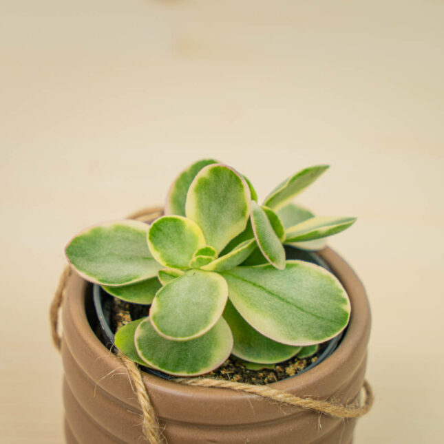 Mała Szklarnia Mała Szklarnia