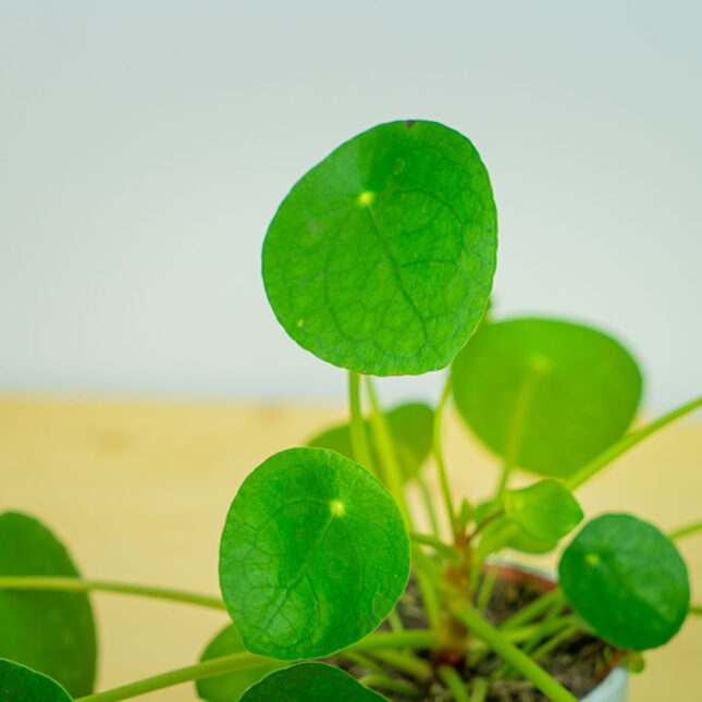 Mała Szklarnia Mała Szklarnia