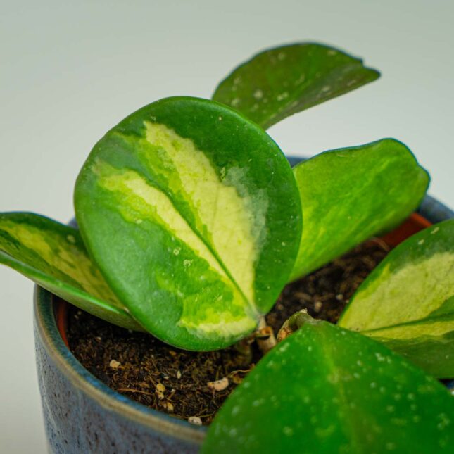 Mała Szklarnia Mała Szklarnia