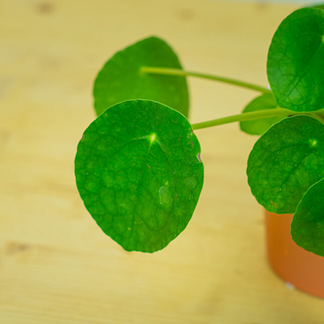 Mała Szklarnia Mała Szklarnia