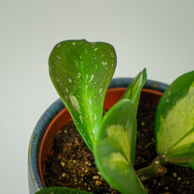 Mała Szklarnia Mała Szklarnia