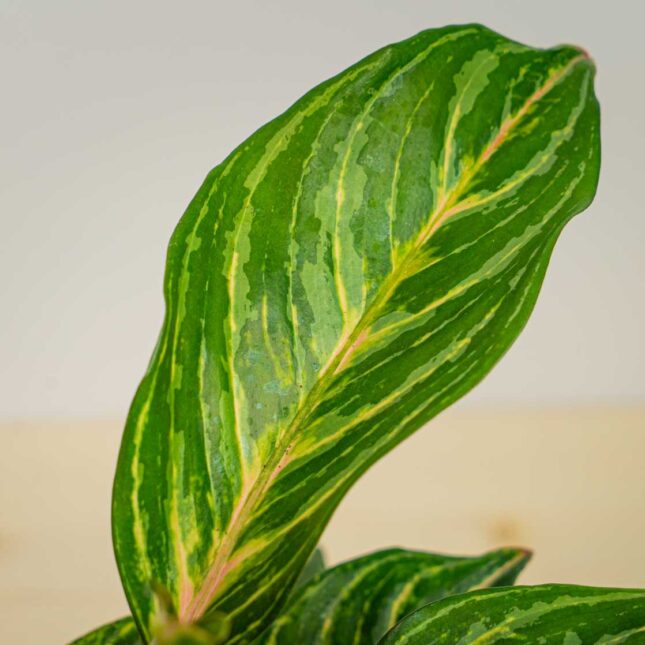 Mała Szklarnia Mała Szklarnia