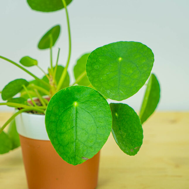 Mała Szklarnia Mała Szklarnia