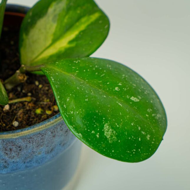 Mała Szklarnia Mała Szklarnia