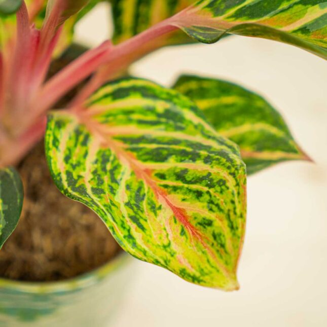 Mała Szklarnia Mała Szklarnia