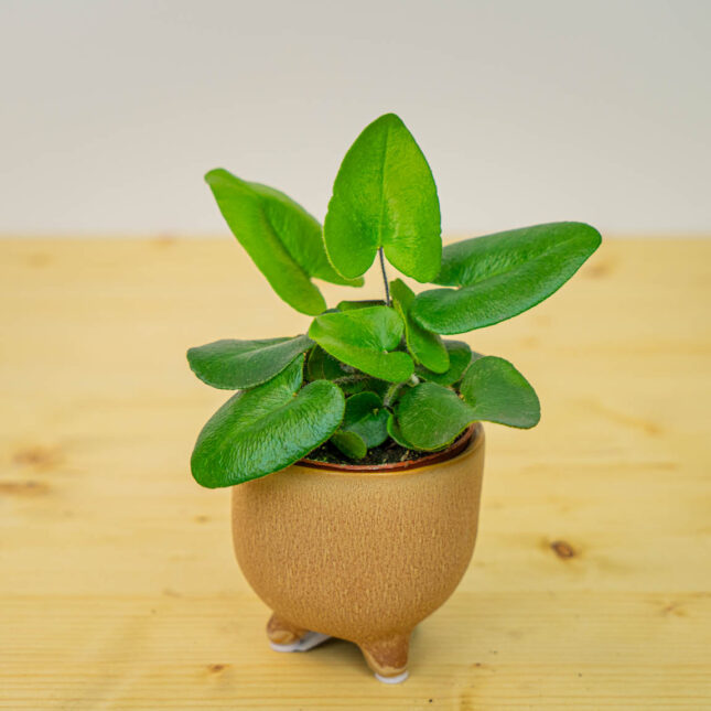 Mała Szklarnia Mała Szklarnia