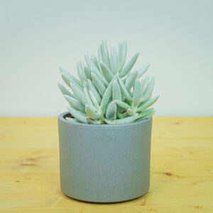 Senecio aquarine mount blanc