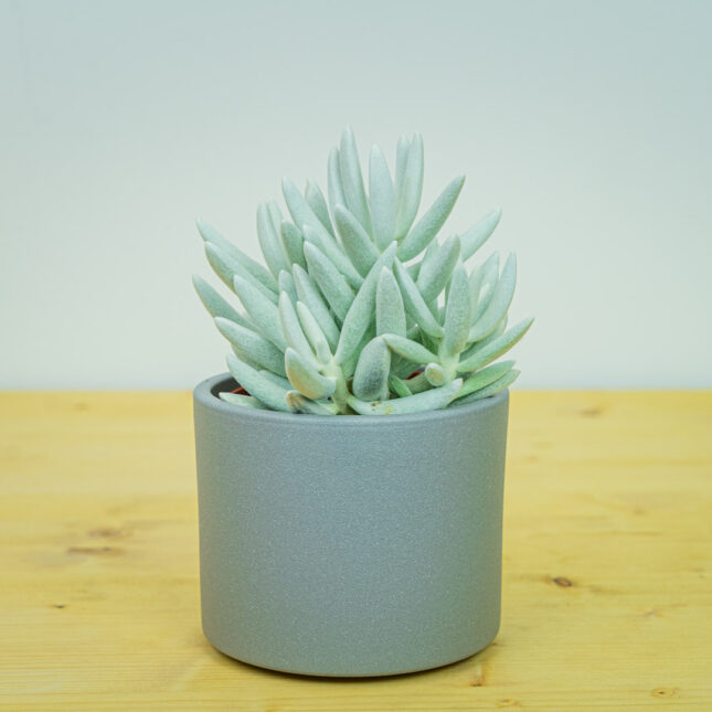 Senecio aquarine mount blanc