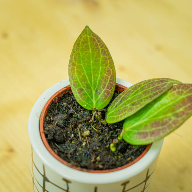 Mała Szklarnia Mała Szklarnia