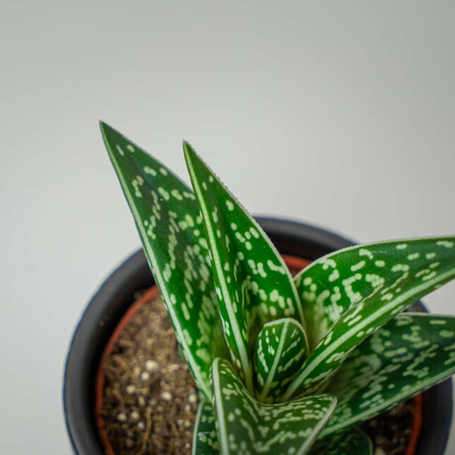 Mała Szklarnia Mała Szklarnia