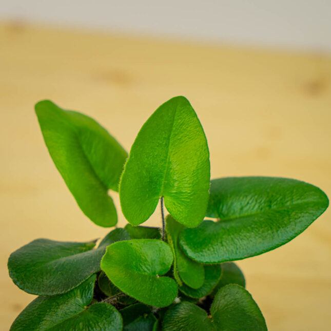 Mała Szklarnia Mała Szklarnia