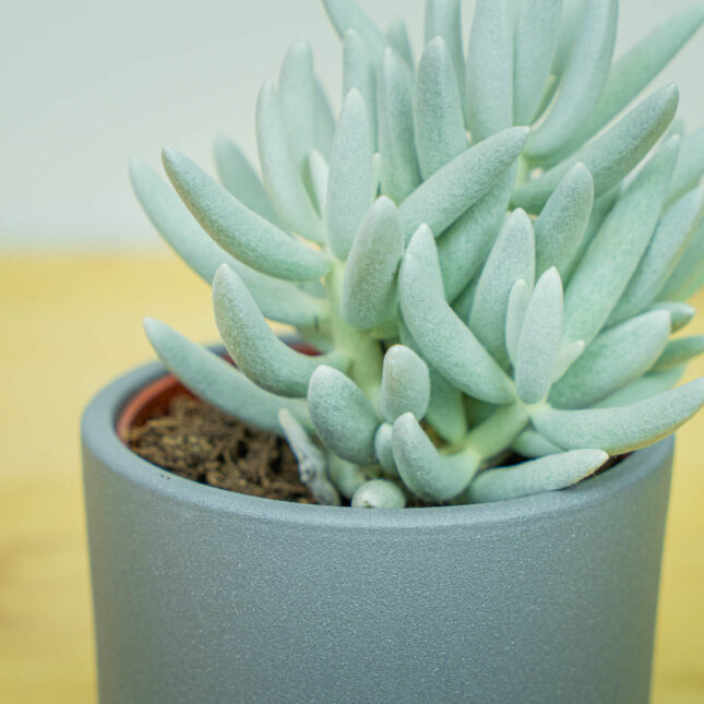 Mała Szklarnia Mała Szklarnia