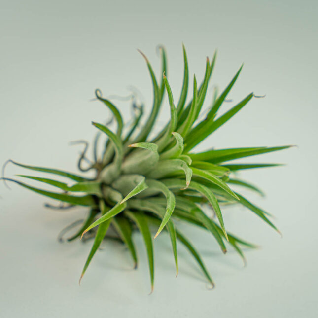 Mała Szklarnia Mała Szklarnia