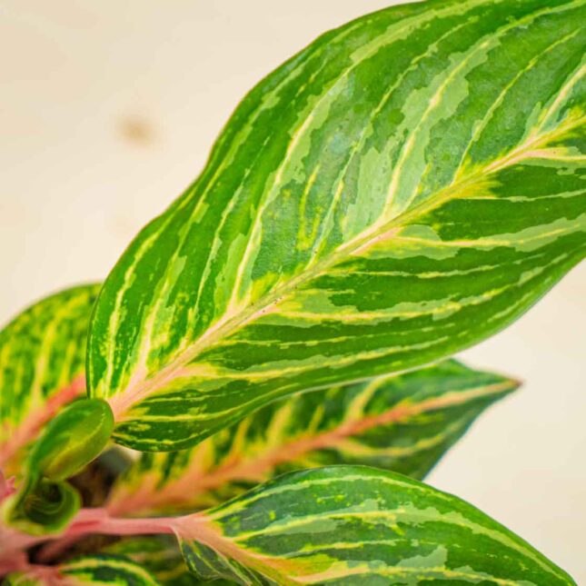 Mała Szklarnia Mała Szklarnia