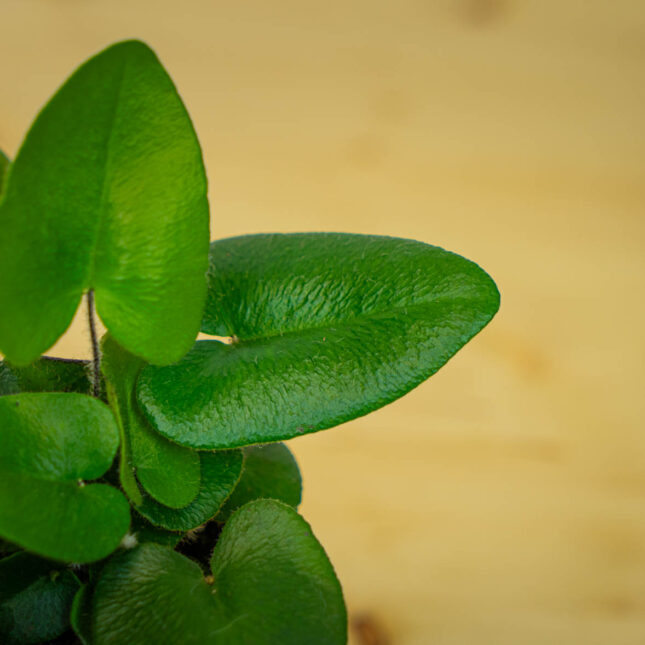 Mała Szklarnia Mała Szklarnia