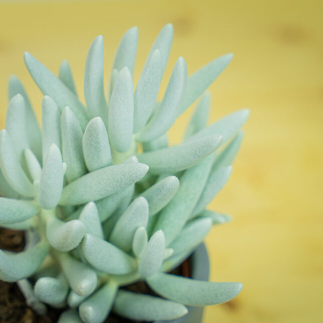 Mała Szklarnia Mała Szklarnia