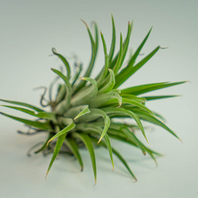 Mała Szklarnia Mała Szklarnia