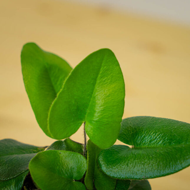 Mała Szklarnia Mała Szklarnia