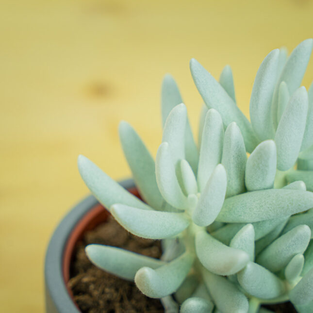 Mała Szklarnia Mała Szklarnia