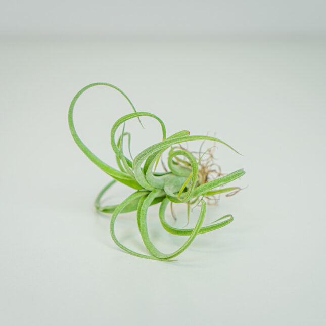 Mała Szklarnia Mała Szklarnia