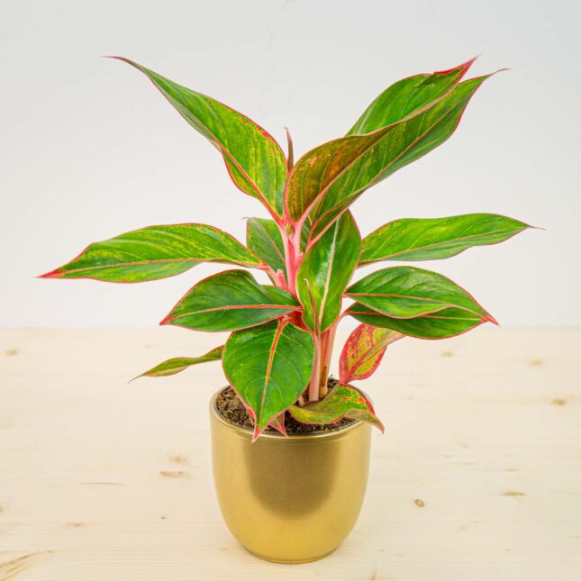 Mała Szklarnia Mała Szklarnia